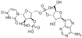 CAS 登录号：1985-21-3， 腺苷酰-(3'-5')-尿苷3'-单磷酸酯
