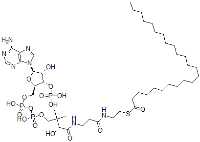 CAS#: 24305-30-4, Lignoceroyl-Coenzyme A