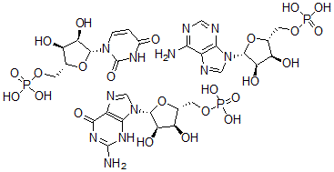 CAS 登录号：33960-30-4， 5'-鸟苷酸,聚合物与5'-腺苷酸和5'-尿甙酸