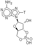 CAS#: 50816-76-7, (4aR,6R,7R,7aS)-6-[6-Amino(8-<Sup>3</Sup>H)-9H-Purin-9-Yl]Tetrahydro-4H-Furo[3,2-d][1,3,2]Dioxaphosphinine-2,7-Diol 2-Oxide