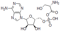 CAS 登录号：52435-67-3， L-丝氨酰-腺苷酸
