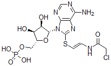CAS 登录号：65259-76-9， 8-(氯乙酰基氨基乙基硫代)环腺苷酸