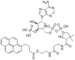 CAS 登录号：81923-89-9， 1-芘丁酰基-辅酶 A