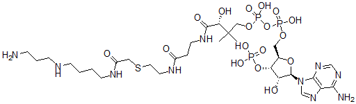 CAS 登录号：83889-68-3， N-(2-(S-辅酶 A)乙酰基)亚精胺