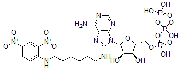 CAS 登录号：84563-30-4， 8-(2,4-二硝基苯基-2,6-氨基己基)氨基腺苷 5'-三磷酸酯