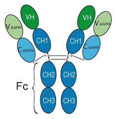 CAS # 180288-69-1, Trastuzumab, Herceptin