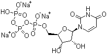 structure of CAS# 19817-92-6, Uridine-5'-triphosphoric acid trisodium salt